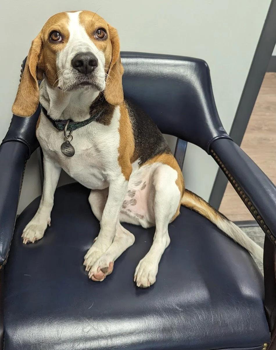 Steve - Chief Sniff Officer